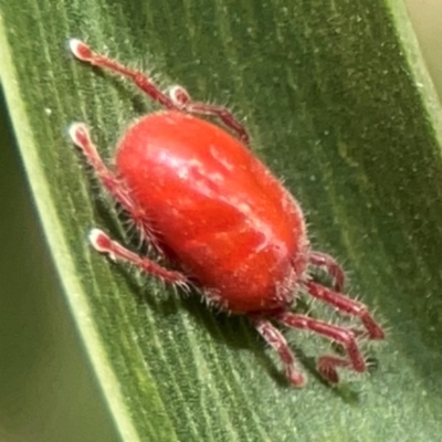 Erythraeidae (family) (Erythraeid mite) at Campbell, ACT - 13 Mar 2024 by Hejor1