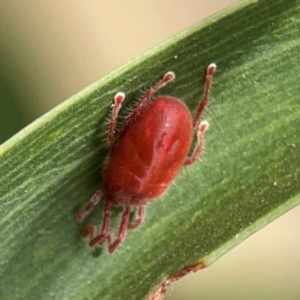 Erythraeidae (family) at Mount Ainslie - 13 Mar 2024