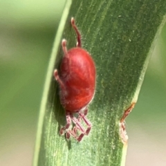 Erythraeidae (family) at Mount Ainslie - 13 Mar 2024