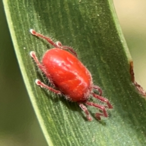 Erythraeidae (family) at Mount Ainslie - 13 Mar 2024