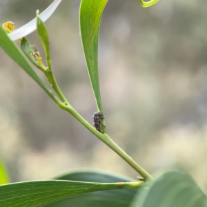 Harmonia conformis at Mount Ainslie - 13 Mar 2024