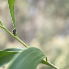 Harmonia conformis at Mount Ainslie - 13 Mar 2024