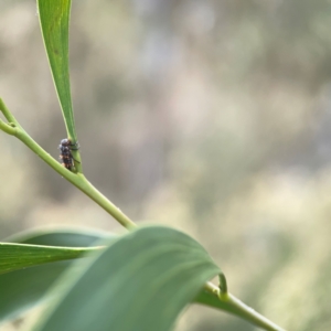 Harmonia conformis at Mount Ainslie - 13 Mar 2024