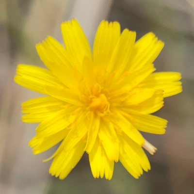 Hypochaeris radicata (Cat's Ear, Flatweed) at Mount Ainslie - 13 Mar 2024 by Hejor1