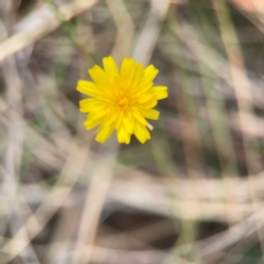 Hypochaeris radicata at Mount Ainslie - 13 Mar 2024 03:27 PM