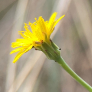 Hypochaeris radicata at Mount Ainslie - 13 Mar 2024 03:27 PM