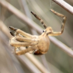 Sparassidae (family) (A Huntsman Spider) at Mount Ainslie - 13 Mar 2024 by Hejor1