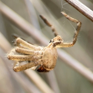 Sparassidae (family) at Mount Ainslie - 13 Mar 2024