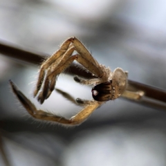 Sparassidae (family) at Mount Ainslie - 13 Mar 2024 03:26 PM