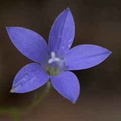 Wahlenbergia sp. (Bluebell) at Campbell, ACT - 13 Mar 2024 by Hejor1