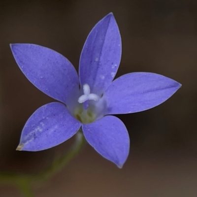 Wahlenbergia sp. (Bluebell) at Campbell, ACT - 13 Mar 2024 by Hejor1