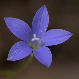 Wahlenbergia sp. at Mount Ainslie - 13 Mar 2024