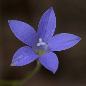 Wahlenbergia sp. at Mount Ainslie - 13 Mar 2024 03:26 PM