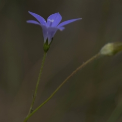 Wahlenbergia sp. at Mount Ainslie - 13 Mar 2024