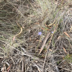 Wahlenbergia sp. at Mount Ainslie - 13 Mar 2024
