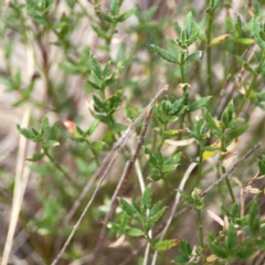 Gonocarpus tetragynus (Common Raspwort) at Campbell, ACT - 13 Mar 2024 by Hejor1