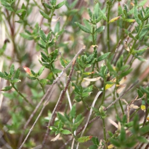 Gonocarpus tetragynus at Mount Ainslie - 13 Mar 2024