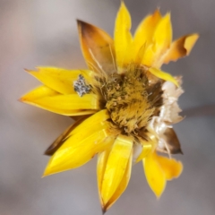 Xerochrysum viscosum (Sticky Everlasting) at Campbell, ACT - 13 Mar 2024 by Hejor1