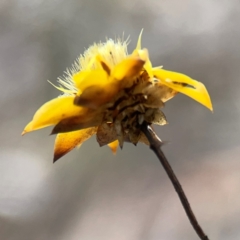 Xerochrysum viscosum at Mount Ainslie - 13 Mar 2024 03:24 PM