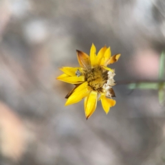 Xerochrysum viscosum at Mount Ainslie - 13 Mar 2024