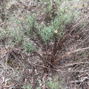 Xerochrysum viscosum at Mount Ainslie - 13 Mar 2024