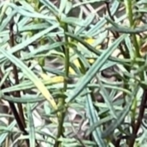 Xerochrysum viscosum at Mount Ainslie - 13 Mar 2024