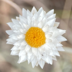 Leucochrysum albicans subsp. tricolor (Hoary Sunray) at Campbell, ACT - 13 Mar 2024 by Hejor1