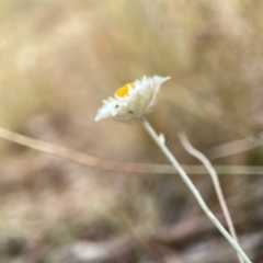 Leucochrysum albicans subsp. tricolor at Mount Ainslie - 13 Mar 2024