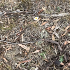Leucochrysum albicans subsp. tricolor at Mount Ainslie - 13 Mar 2024