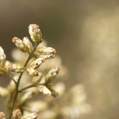 Cassinia quinquefaria (Rosemary Cassinia) at Campbell, ACT - 13 Mar 2024 by Hejor1