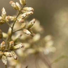 Cassinia quinquefaria at Mount Ainslie - 13 Mar 2024