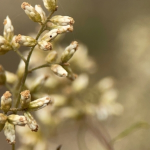 Cassinia quinquefaria at Mount Ainslie - 13 Mar 2024