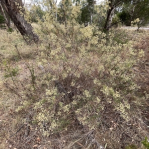 Cassinia quinquefaria at Mount Ainslie - 13 Mar 2024