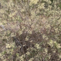 Cassinia quinquefaria at Mount Ainslie - 13 Mar 2024