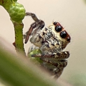 Opisthoncus sp. (genus) at Mount Ainslie - 13 Mar 2024