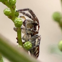 Opisthoncus sp. (genus) at Mount Ainslie - 13 Mar 2024