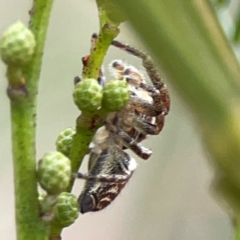 Opisthoncus sp. (genus) at Mount Ainslie - 13 Mar 2024