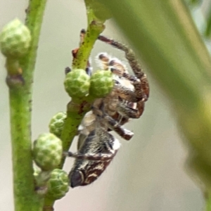 Opisthoncus sp. (genus) at Mount Ainslie - 13 Mar 2024 03:20 PM