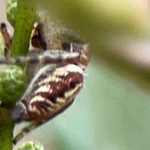 Opisthoncus sp. (genus) at Mount Ainslie - 13 Mar 2024