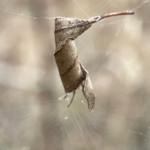 Araneidae (family) at Mount Ainslie - 13 Mar 2024