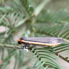 Palaeosia bicosta (Two-ribbed Footman) at Campbell, ACT - 13 Mar 2024 by Hejor1