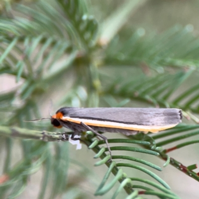 Palaeosia bicosta (Two-ribbed Footman) at Campbell, ACT - 13 Mar 2024 by Hejor1