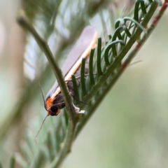 Palaeosia bicosta at Mount Ainslie - 13 Mar 2024 03:18 PM