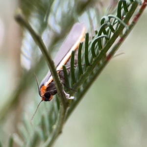 Palaeosia bicosta at Mount Ainslie - 13 Mar 2024