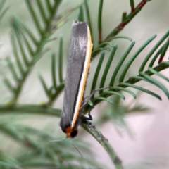 Palaeosia bicosta at Mount Ainslie - 13 Mar 2024