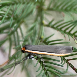 Palaeosia bicosta at Mount Ainslie - 13 Mar 2024