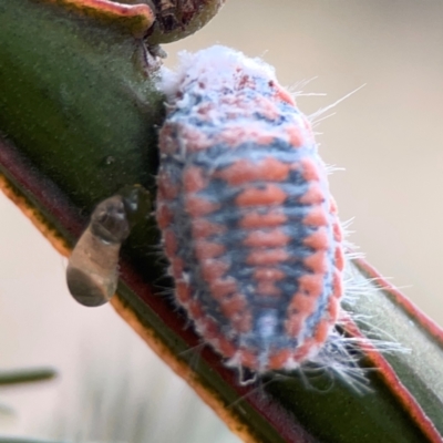 Monophlebulus sp. (genus) (Giant Snowball Mealybug) at Campbell, ACT - 13 Mar 2024 by Hejor1