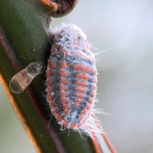 Monophlebulus sp. (genus) at Mount Ainslie - 13 Mar 2024