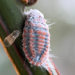 Monophlebulus sp. (genus) at Mount Ainslie - 13 Mar 2024