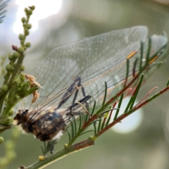 Anisoptera (suborder) (Unidentified dragonfly) at Mount Ainslie - 13 Mar 2024 by Hejor1